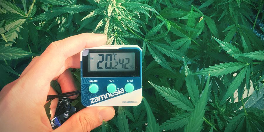 Temperatura En El Cuarto De Cultivo Zamnesia